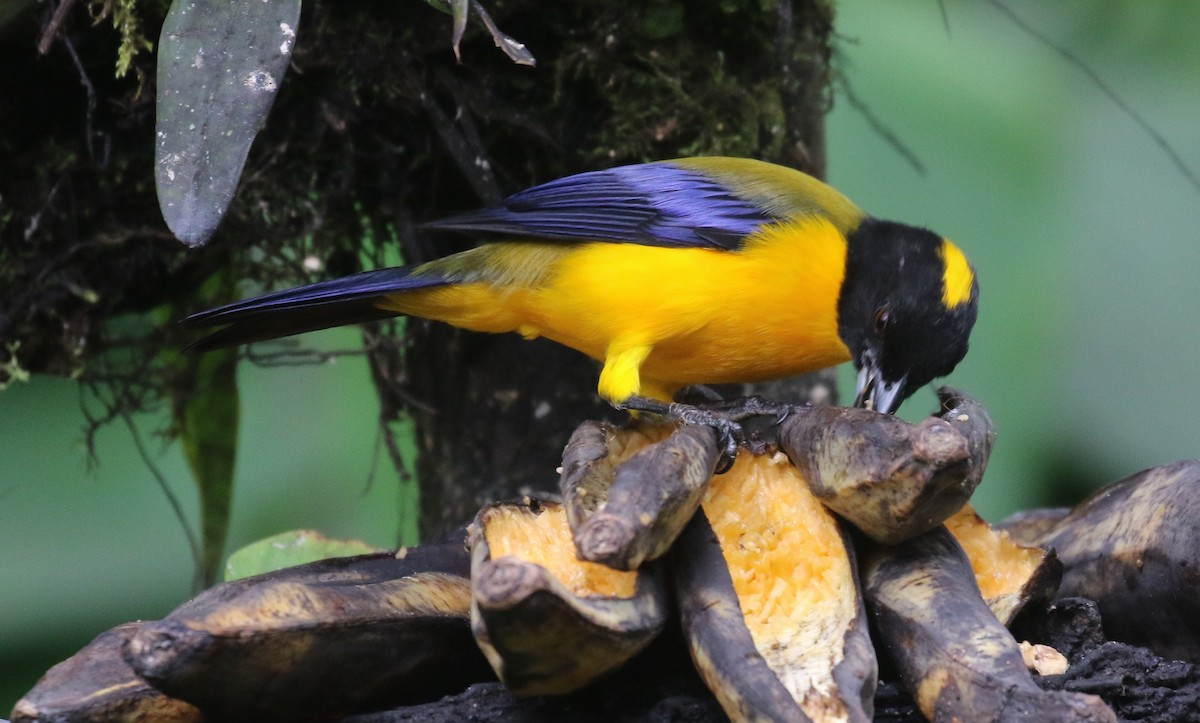 Black-chinned Mountain Tanager - ML637209849