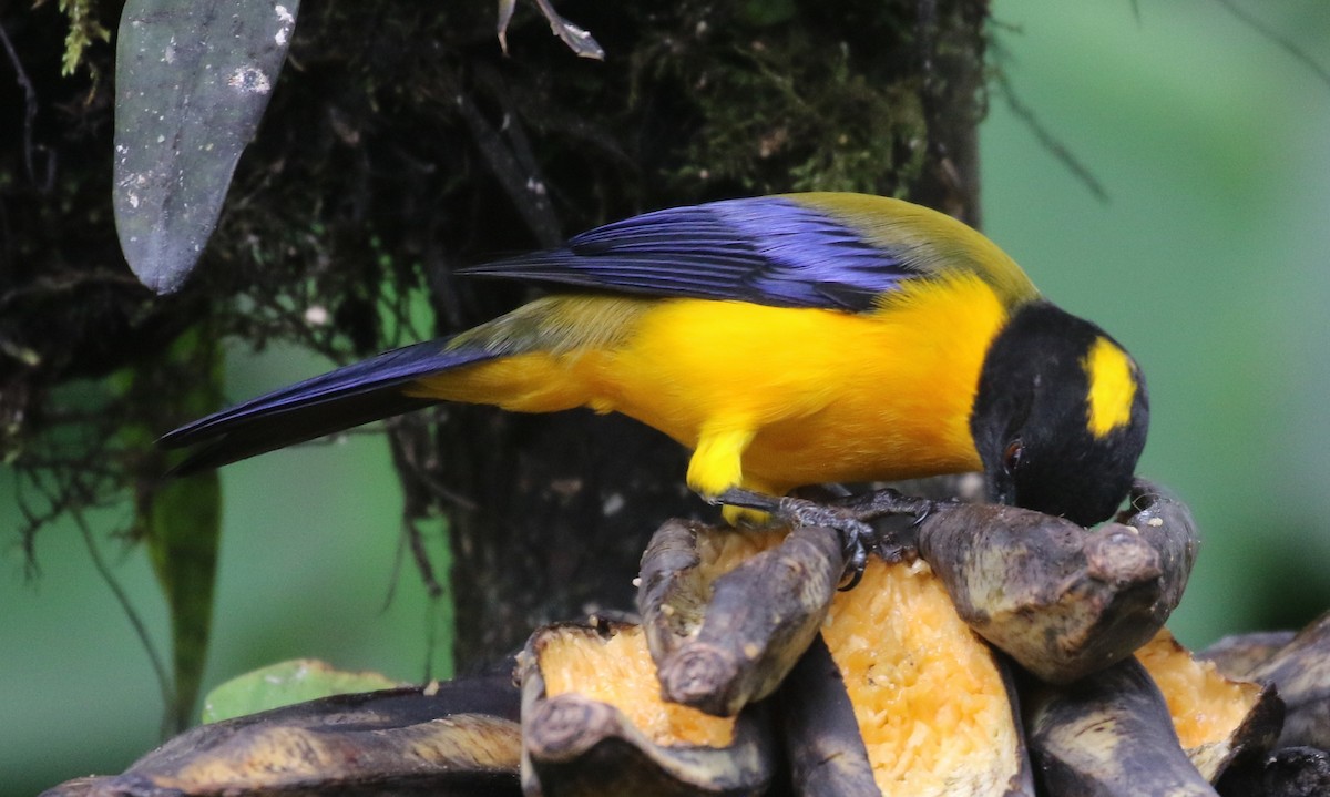 Black-chinned Mountain Tanager - ML637209854