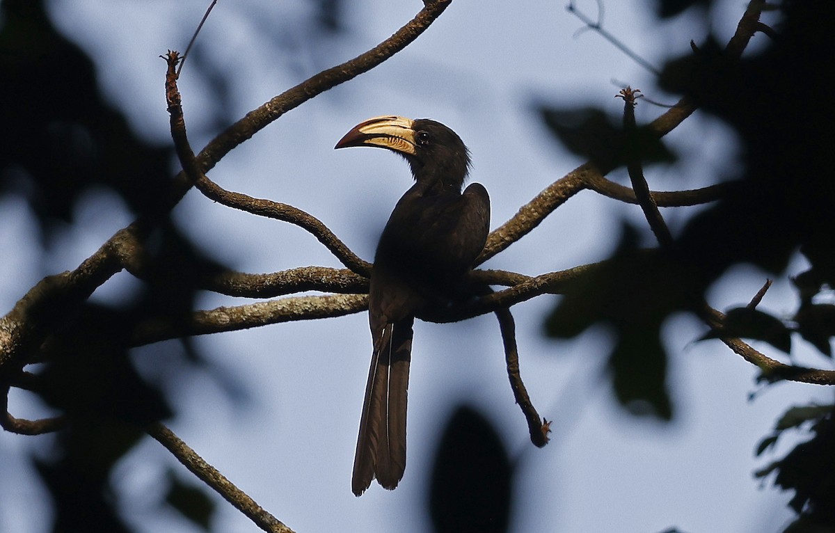 Congo Pied Hornbill - ML637209882