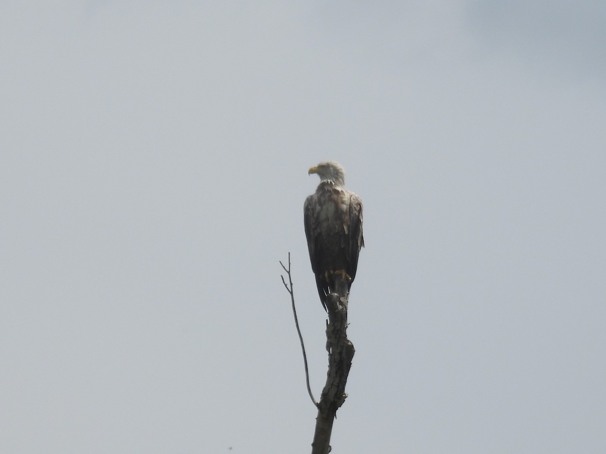 White-tailed Eagle - ML637209887