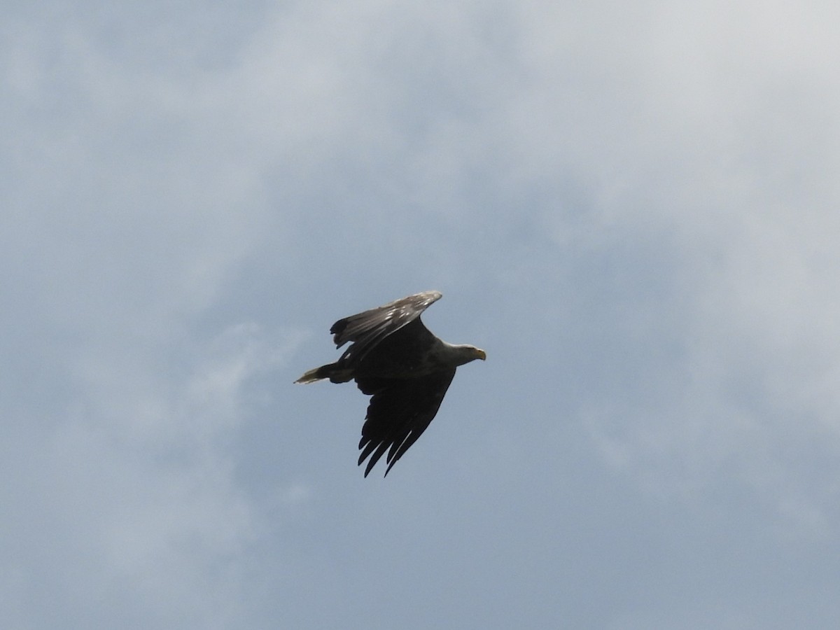 White-tailed Eagle - ML637209939
