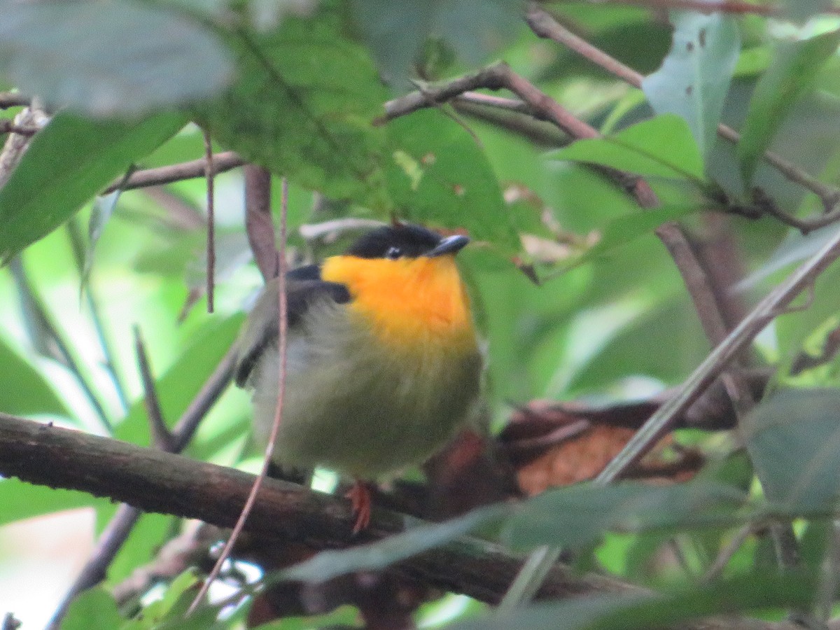 Golden-collared Manakin - ML637209958