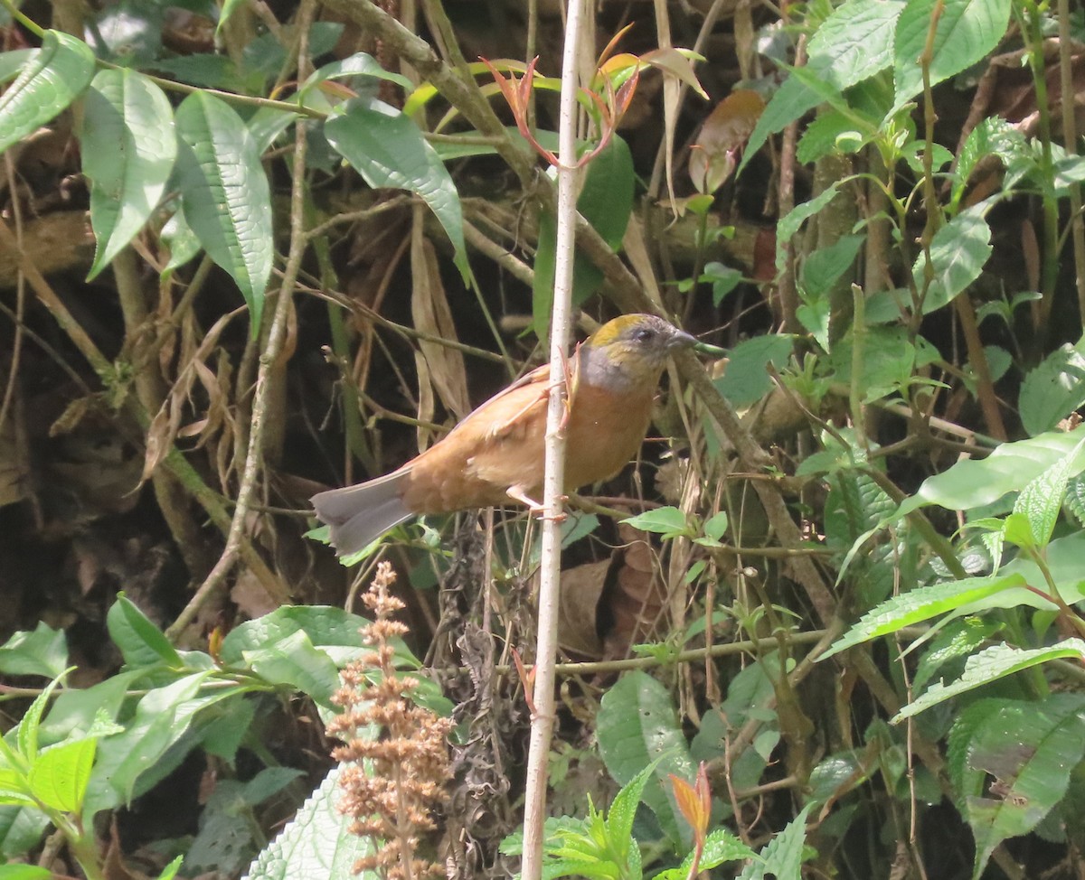 Gold-naped Finch - ML637209977