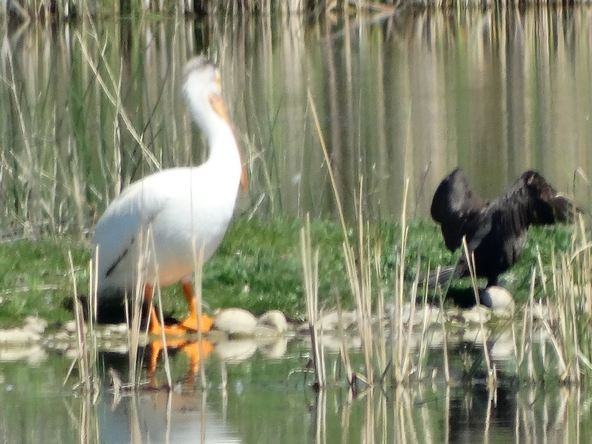 Double-crested Cormorant - ML637209985