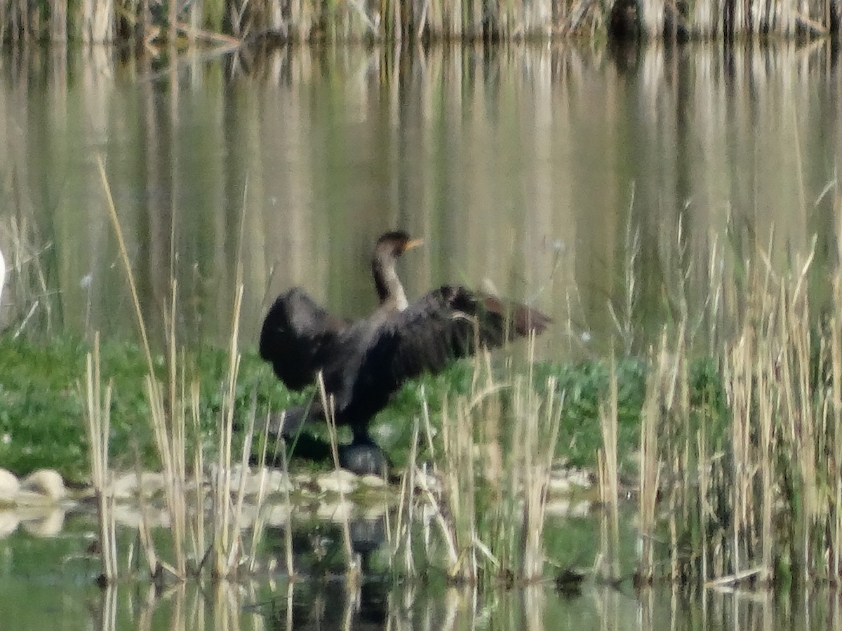 Double-crested Cormorant - ML637209986