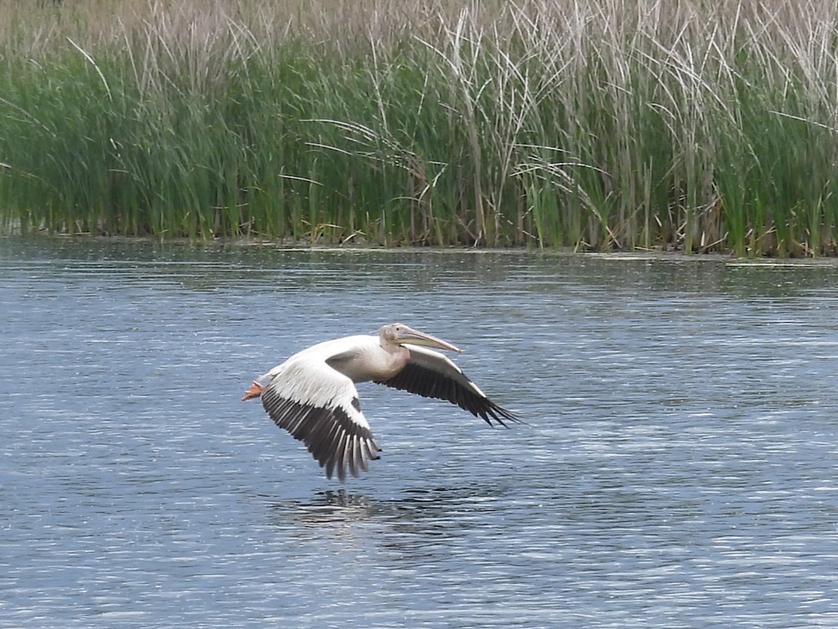 Great White Pelican - ML637210201