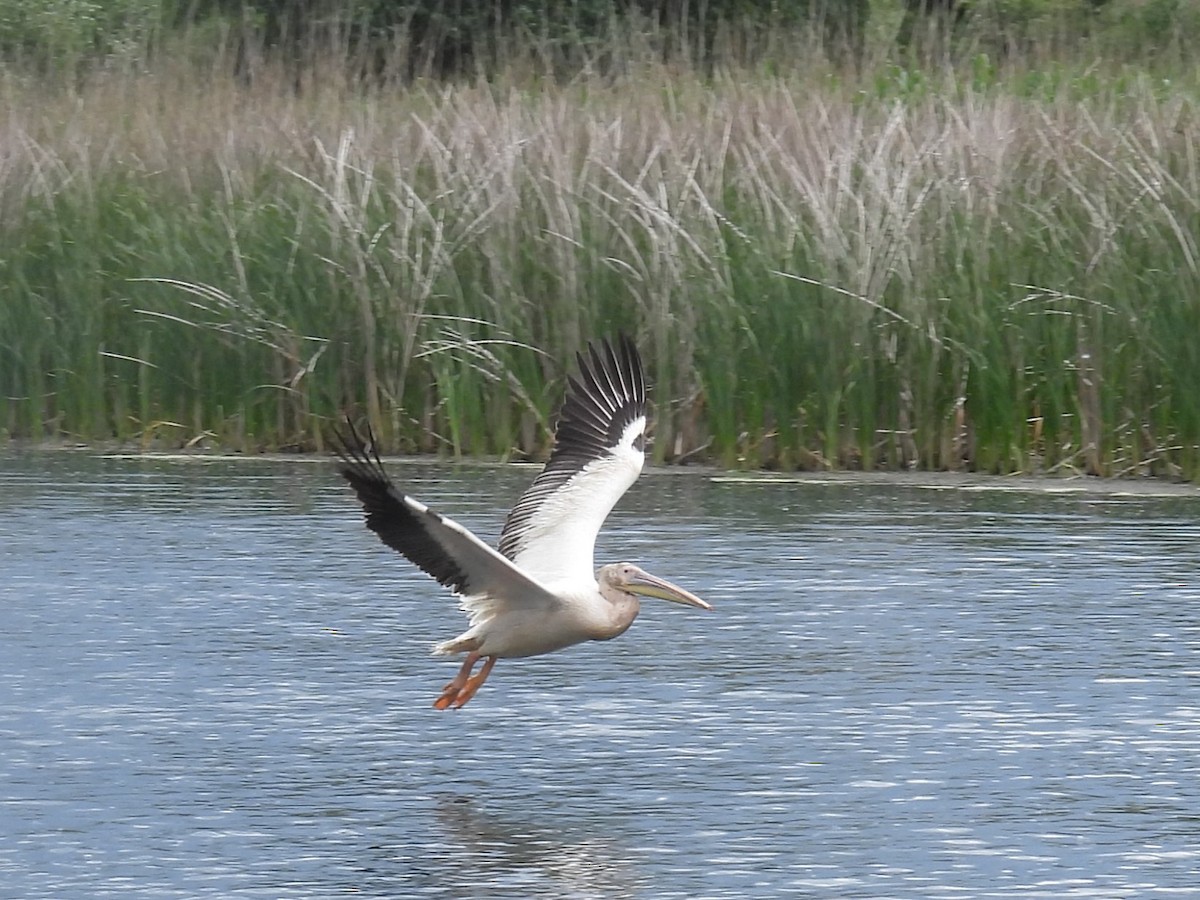 Great White Pelican - ML637210226
