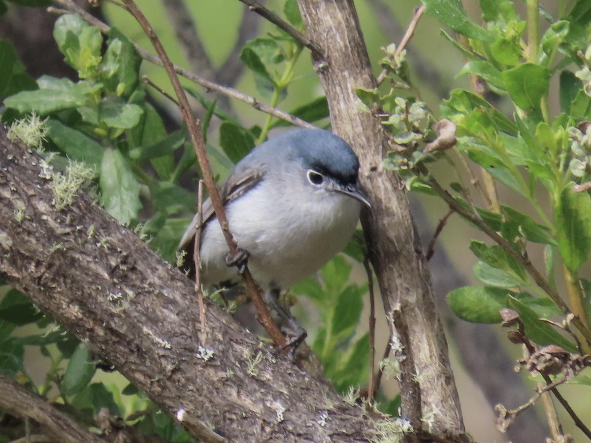 Blue-gray Gnatcatcher - ML637210305