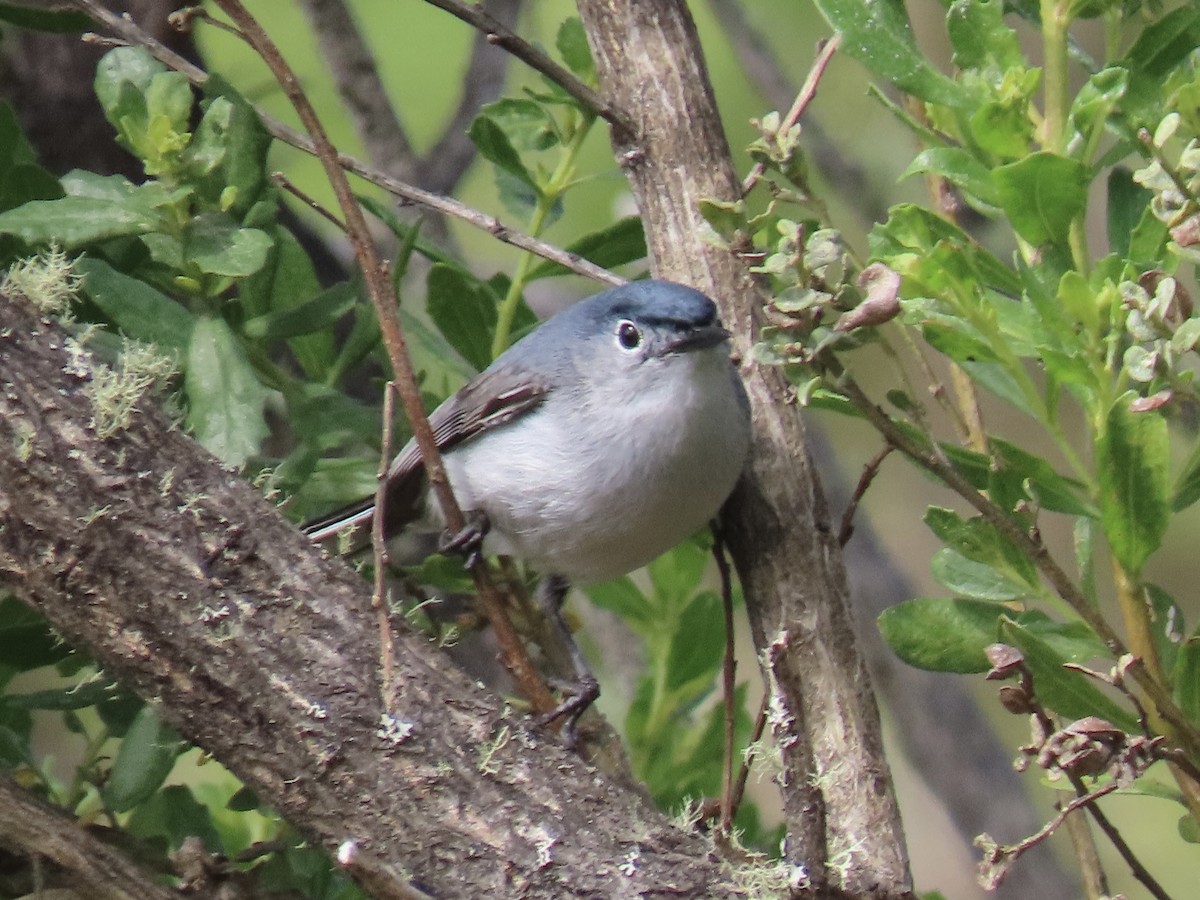 Blue-gray Gnatcatcher - ML637210306