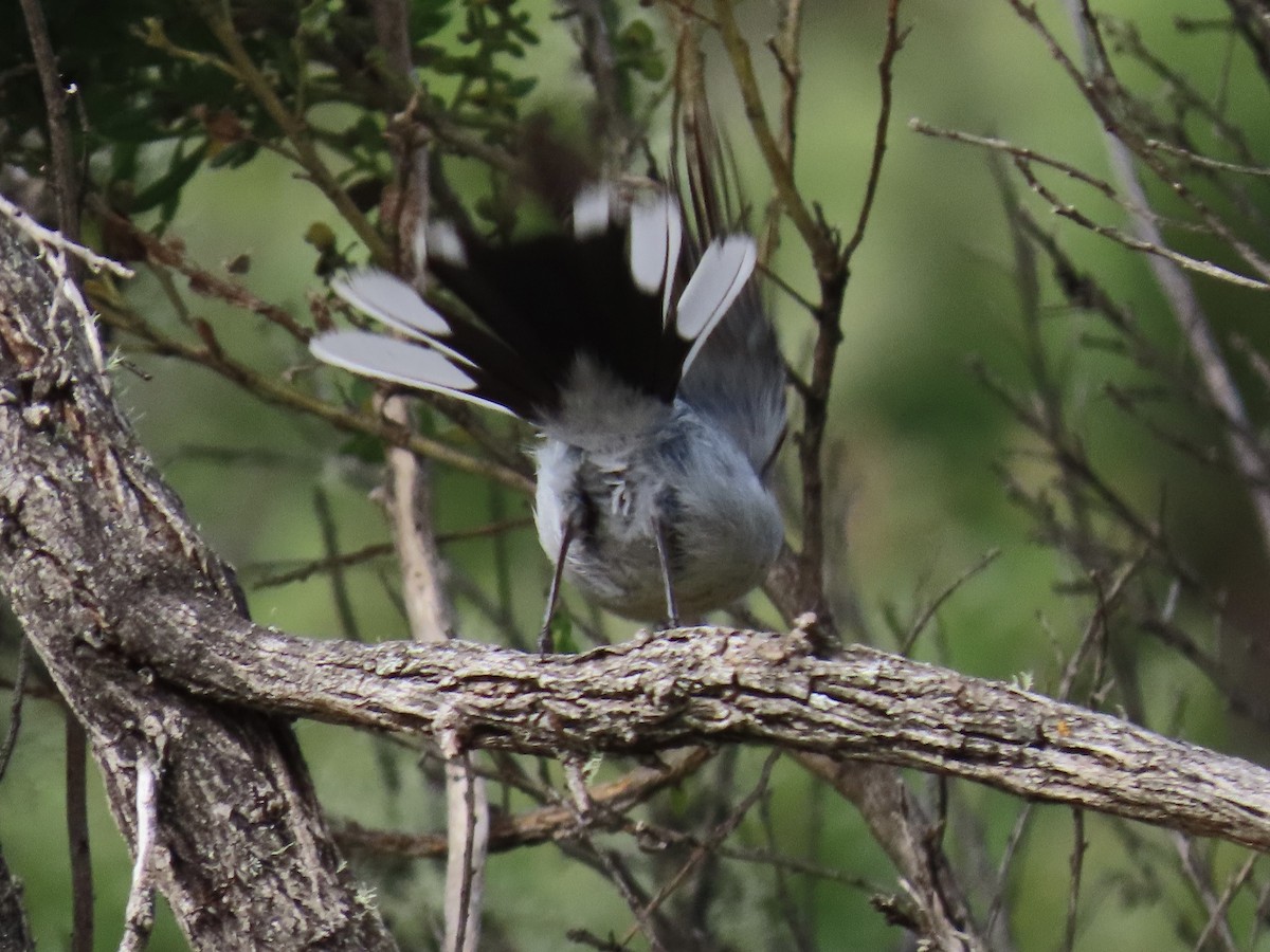 Blue-gray Gnatcatcher - ML637210307