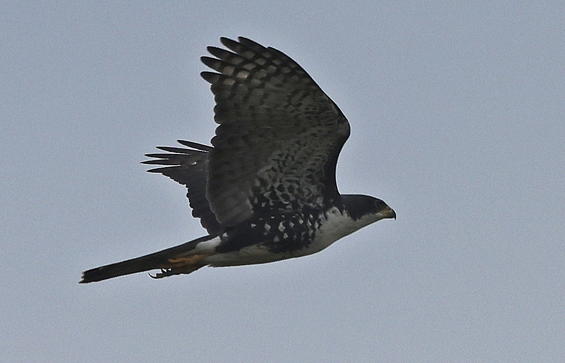 Black Goshawk - ML637210335