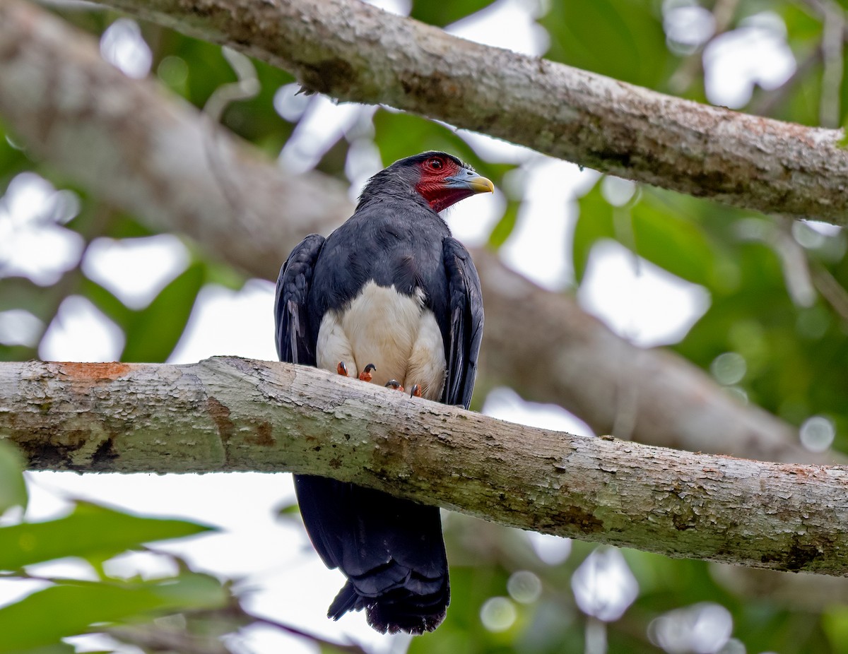Red-throated Caracara - ML637210360