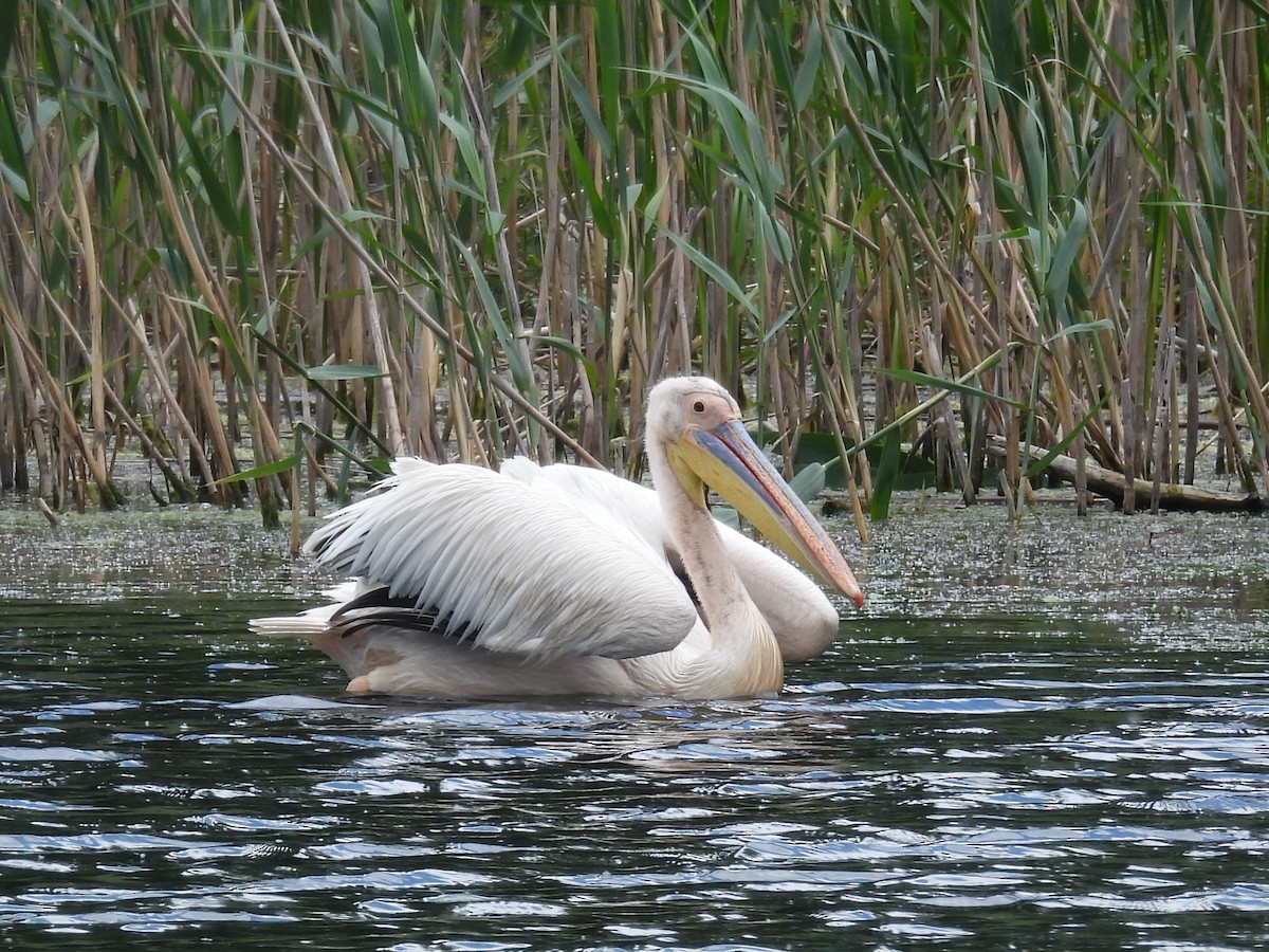 Great White Pelican - ML637210501