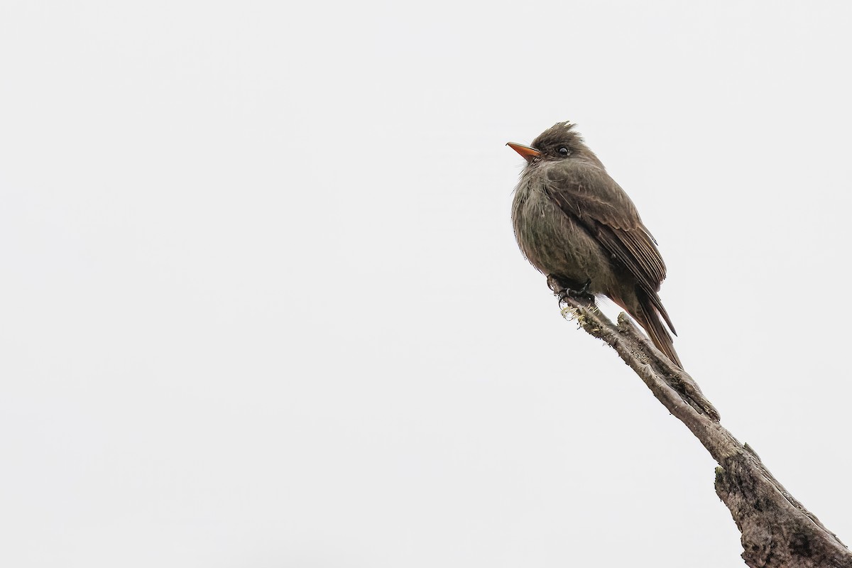 Dark Pewee - ML637210541