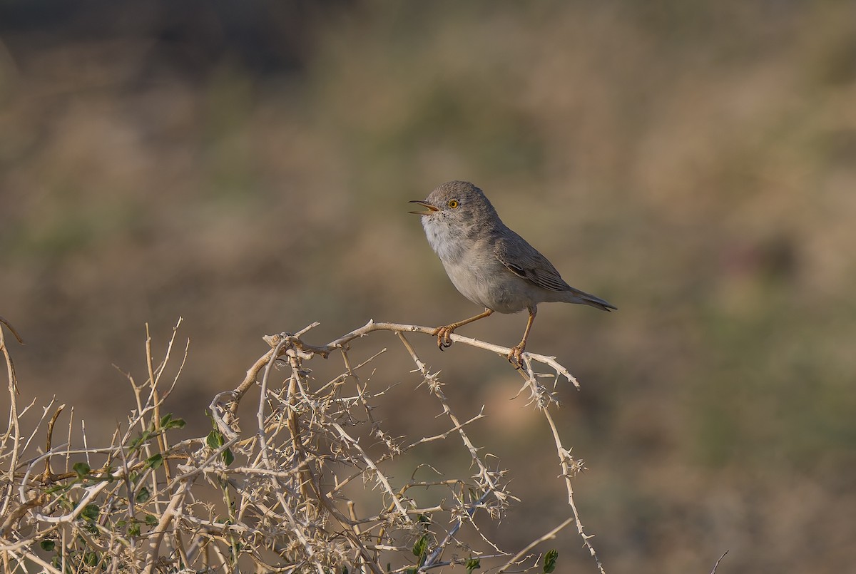 Asian Desert Warbler - ML637210557