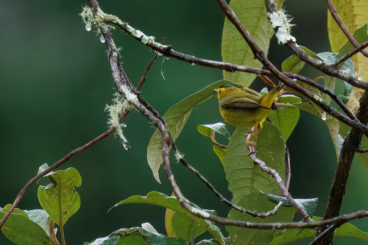 Wilson's Warbler - ML637210558