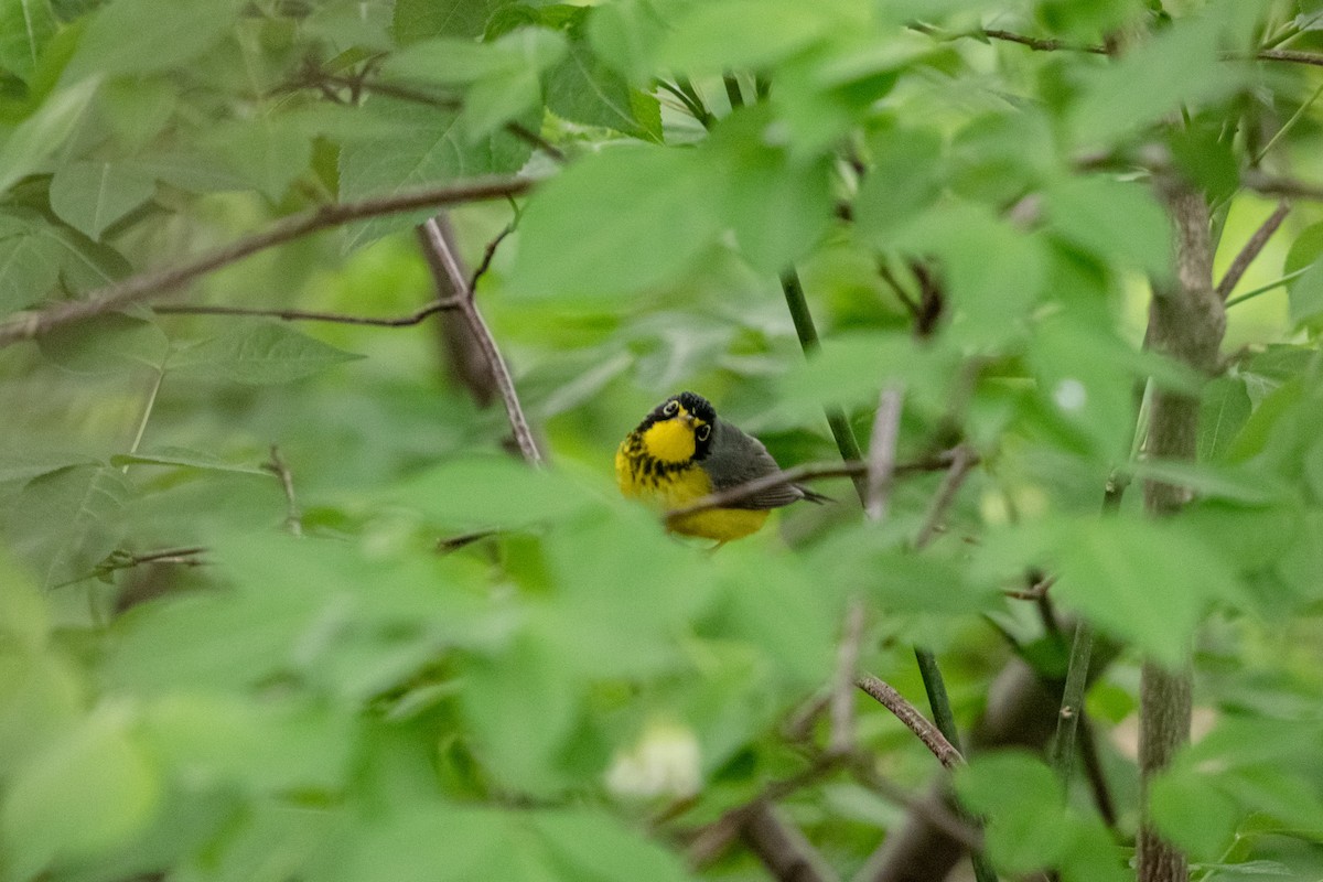 Canada Warbler - ML637210608