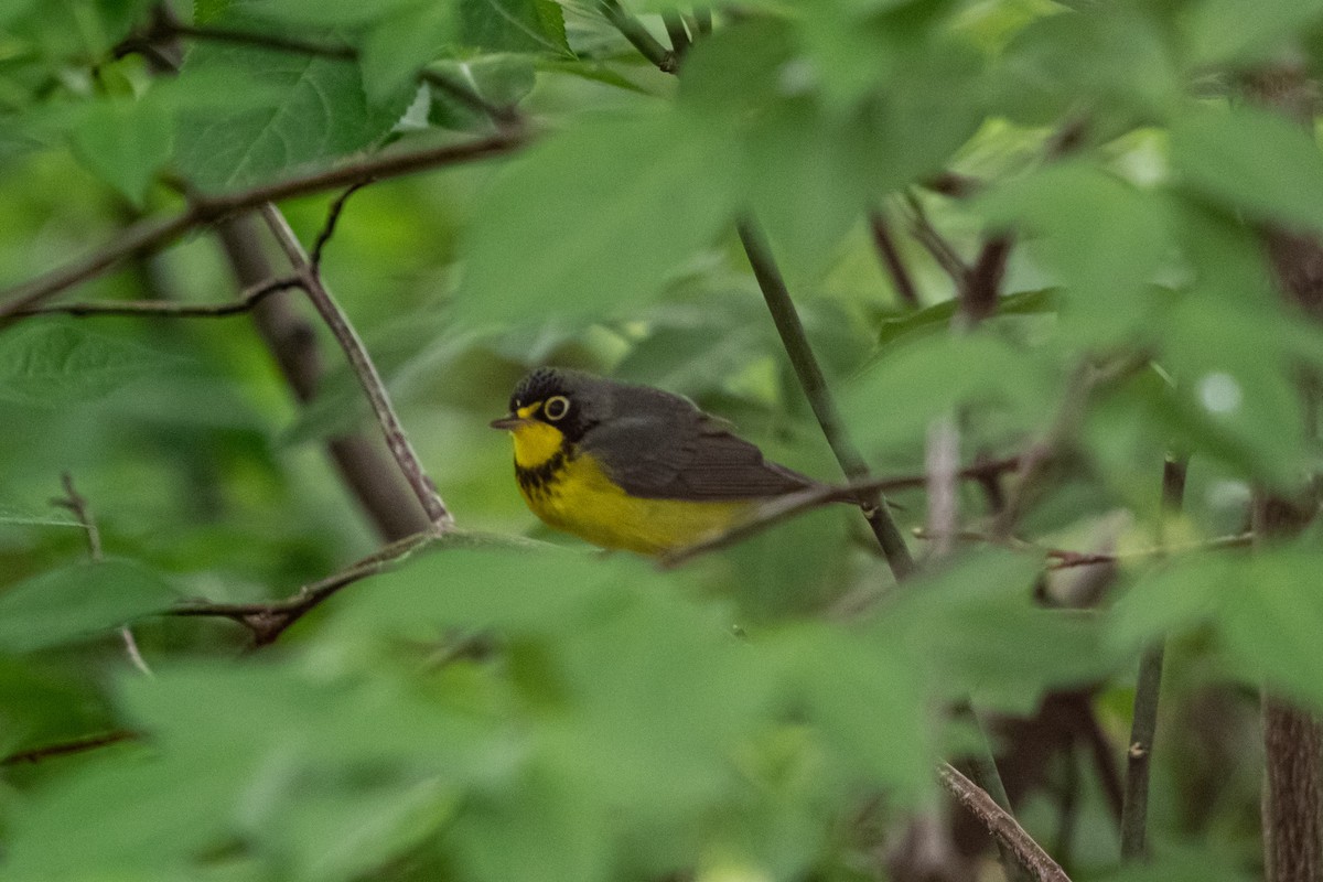 Canada Warbler - ML637210609