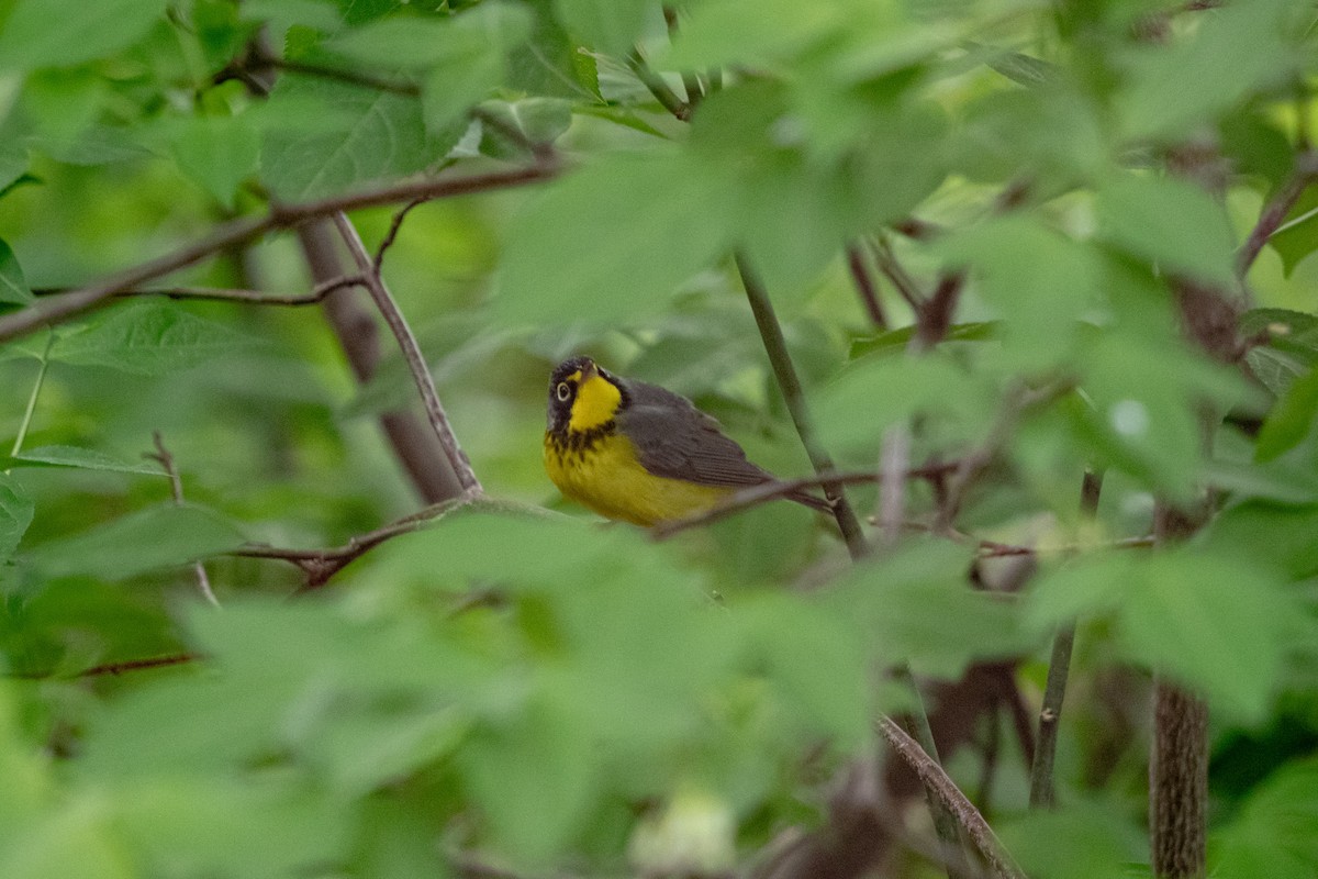 Canada Warbler - ML637210610