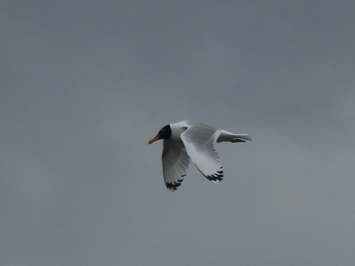 Pallas's Gull - ML637210642