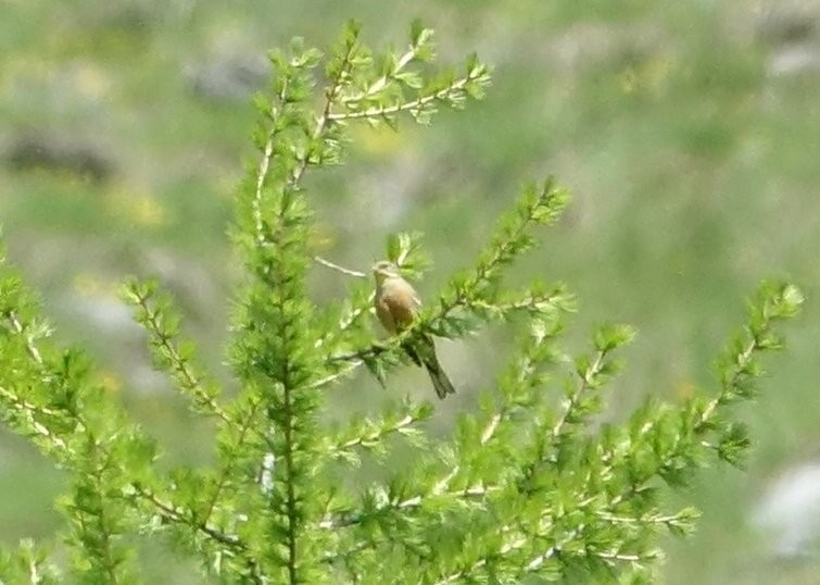 圃鵐 - ML637210680