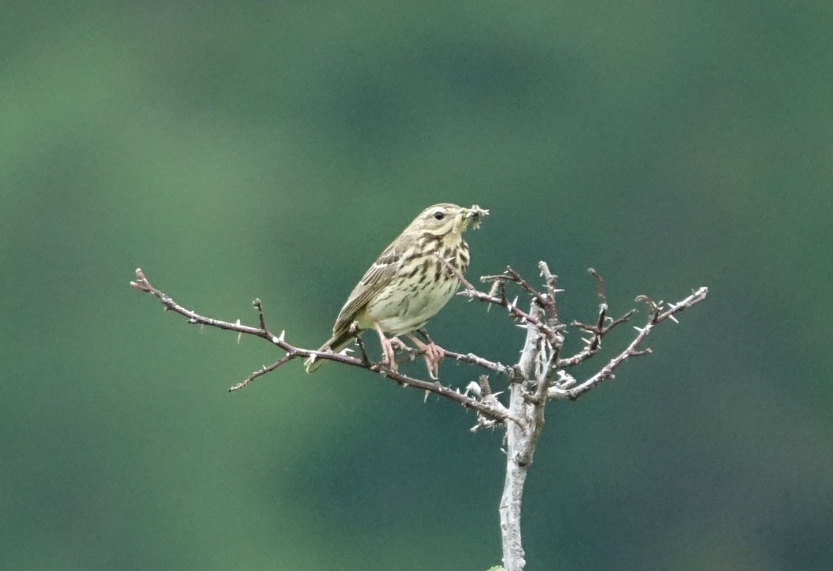 林鷚 - ML637210683