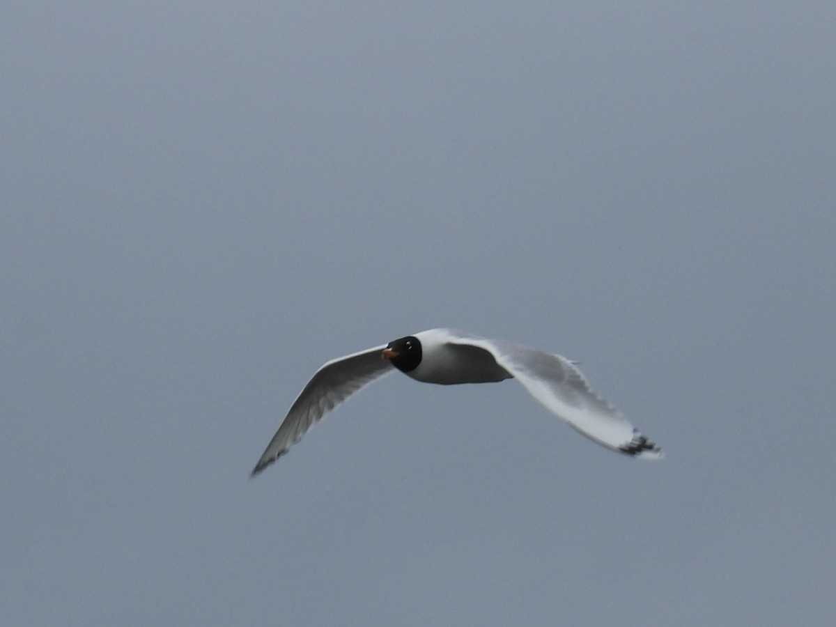 Pallas's Gull - ML637210770
