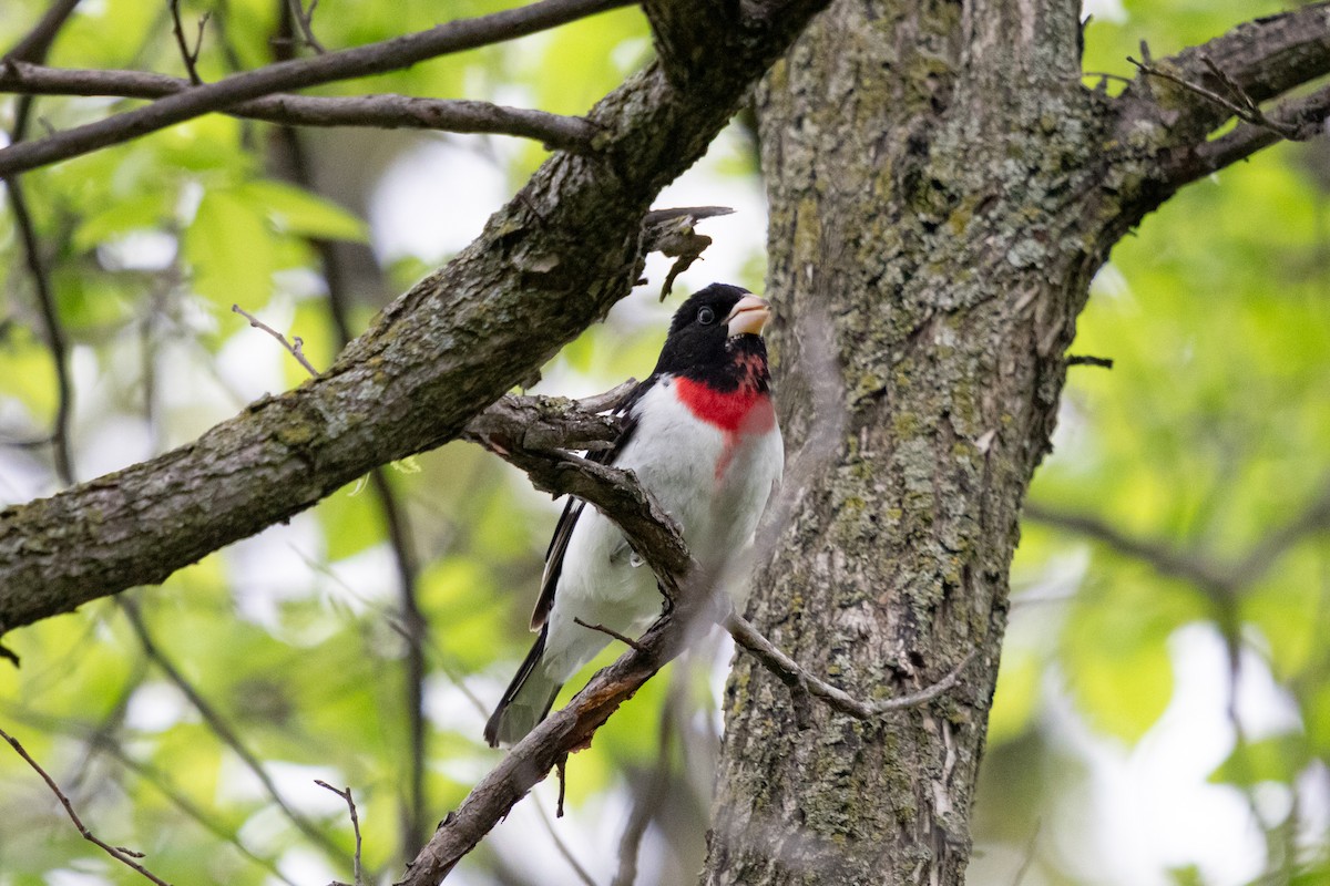 Rose-breasted Grosbeak - ML637210772