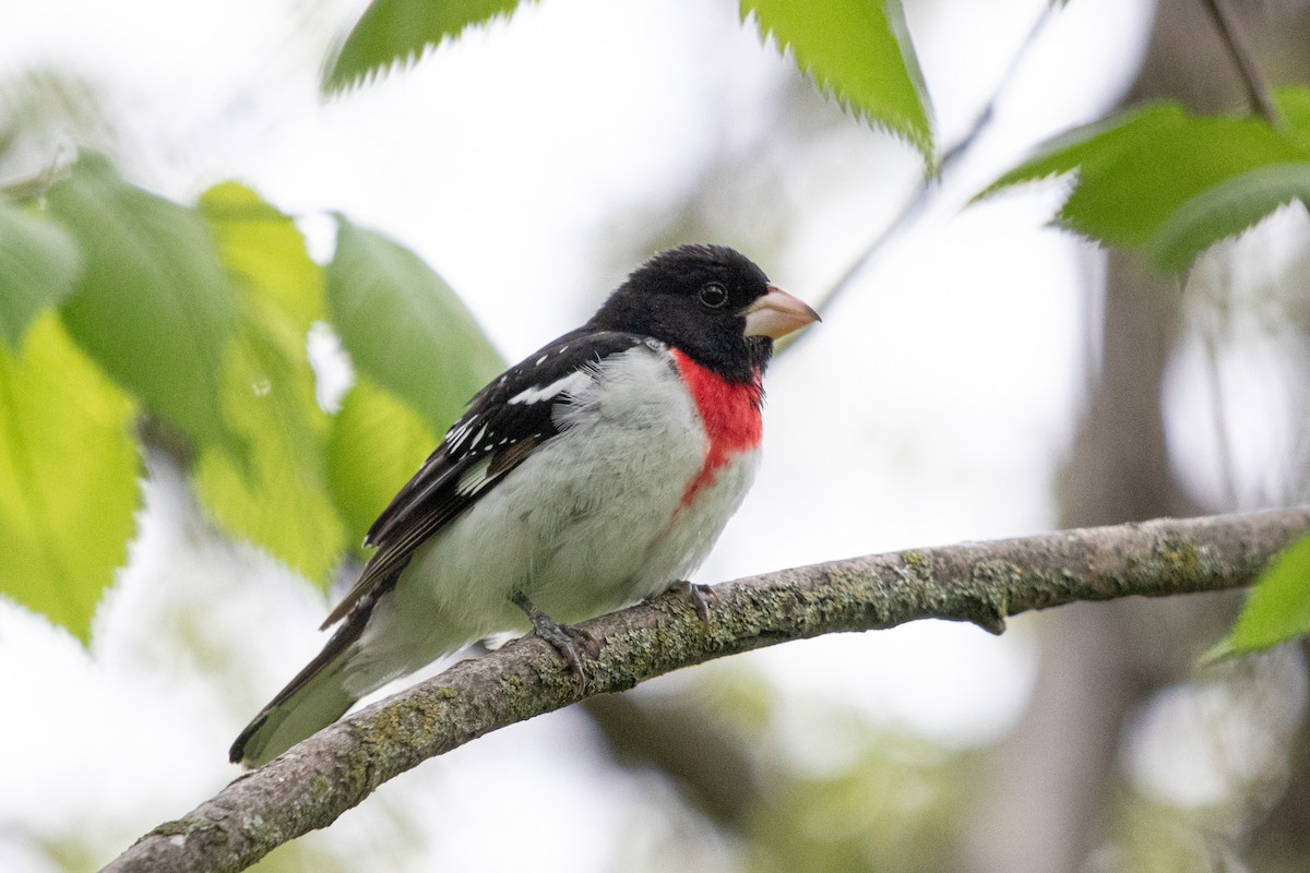 Rose-breasted Grosbeak - ML637210773