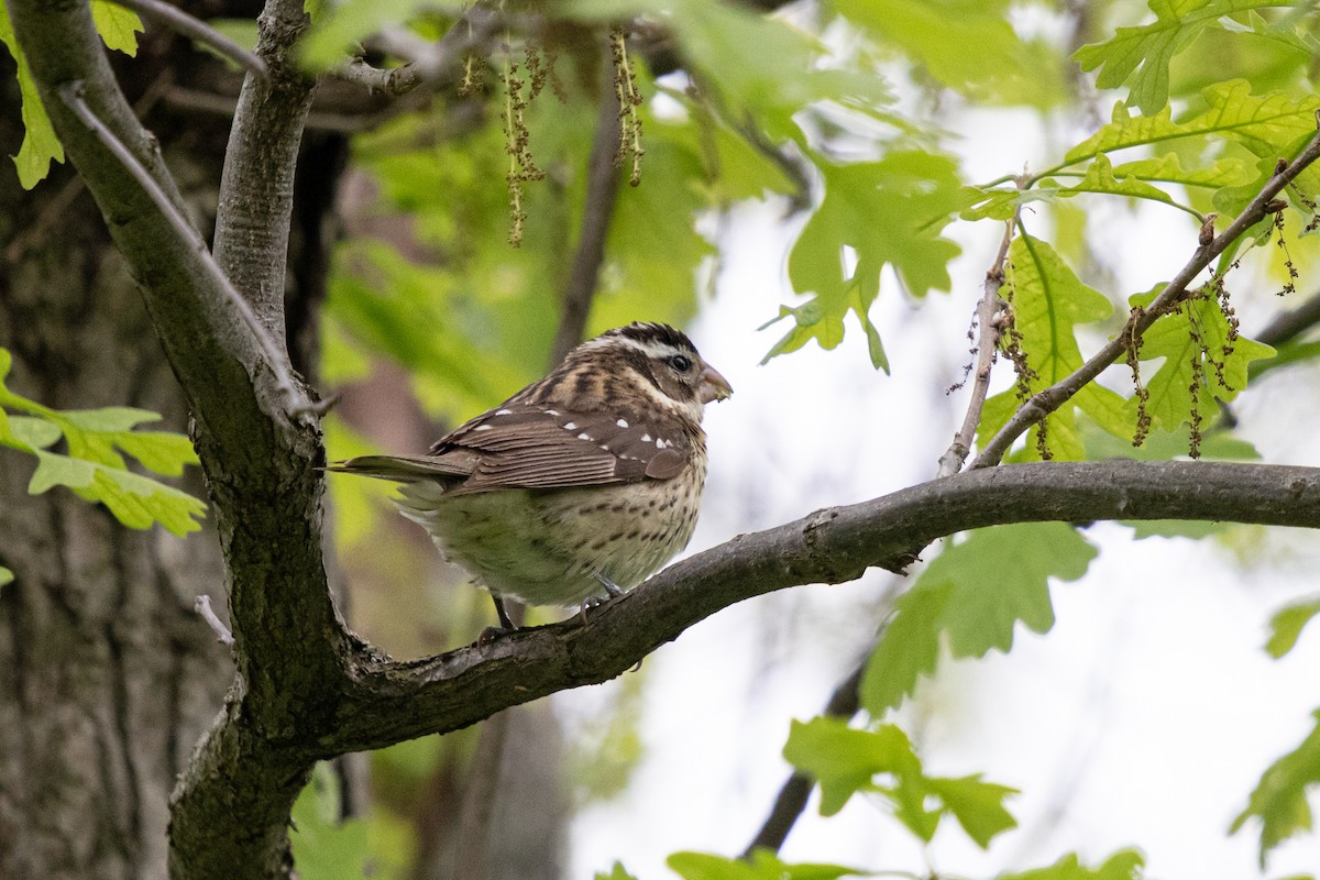 Rose-breasted Grosbeak - ML637210774