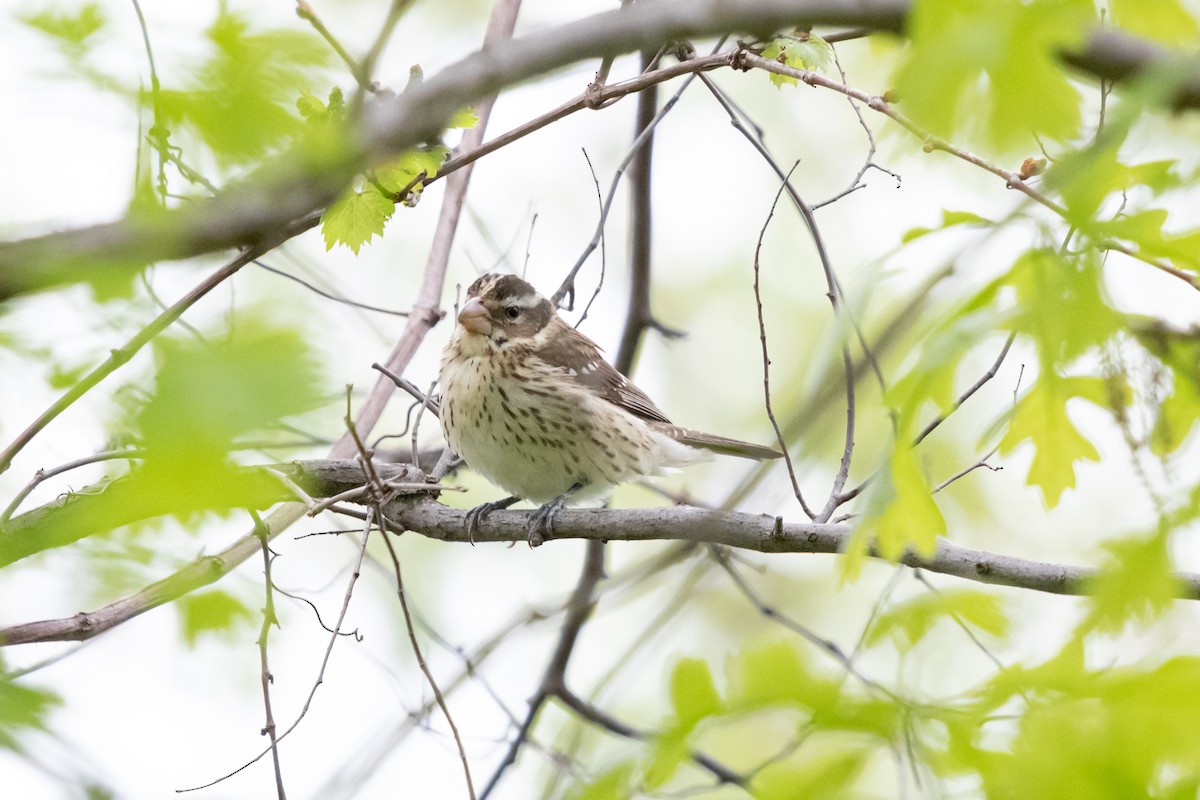 Rose-breasted Grosbeak - ML637210775