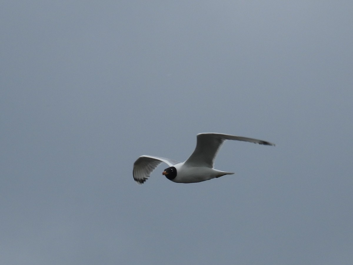 Pallas's Gull - ML637210798