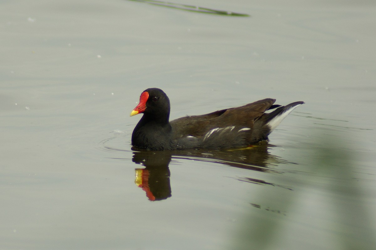 Gallinella d'acqua - ML637210815
