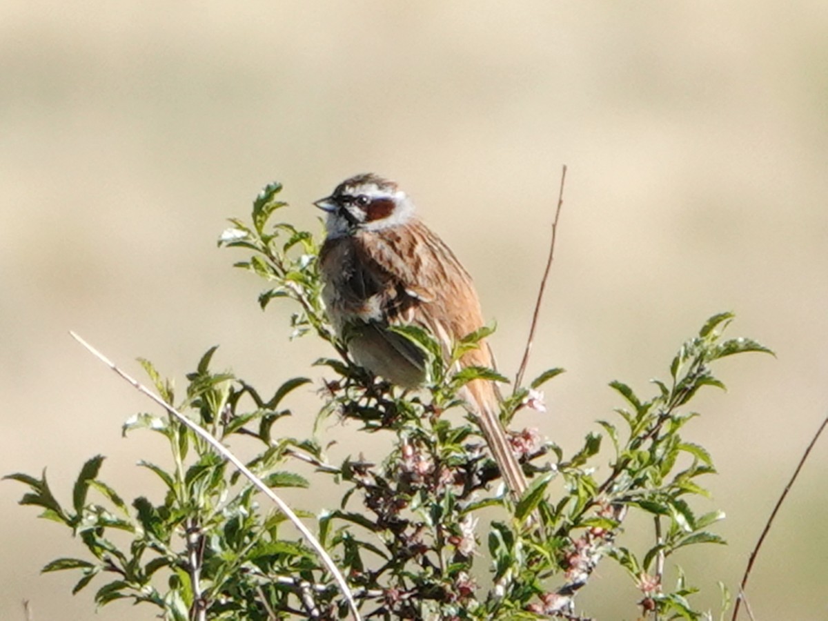 Meadow Bunting - ML637210835