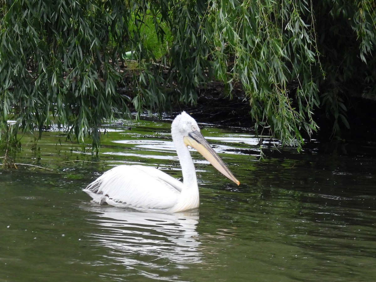 Dalmatian Pelican - ML637210921