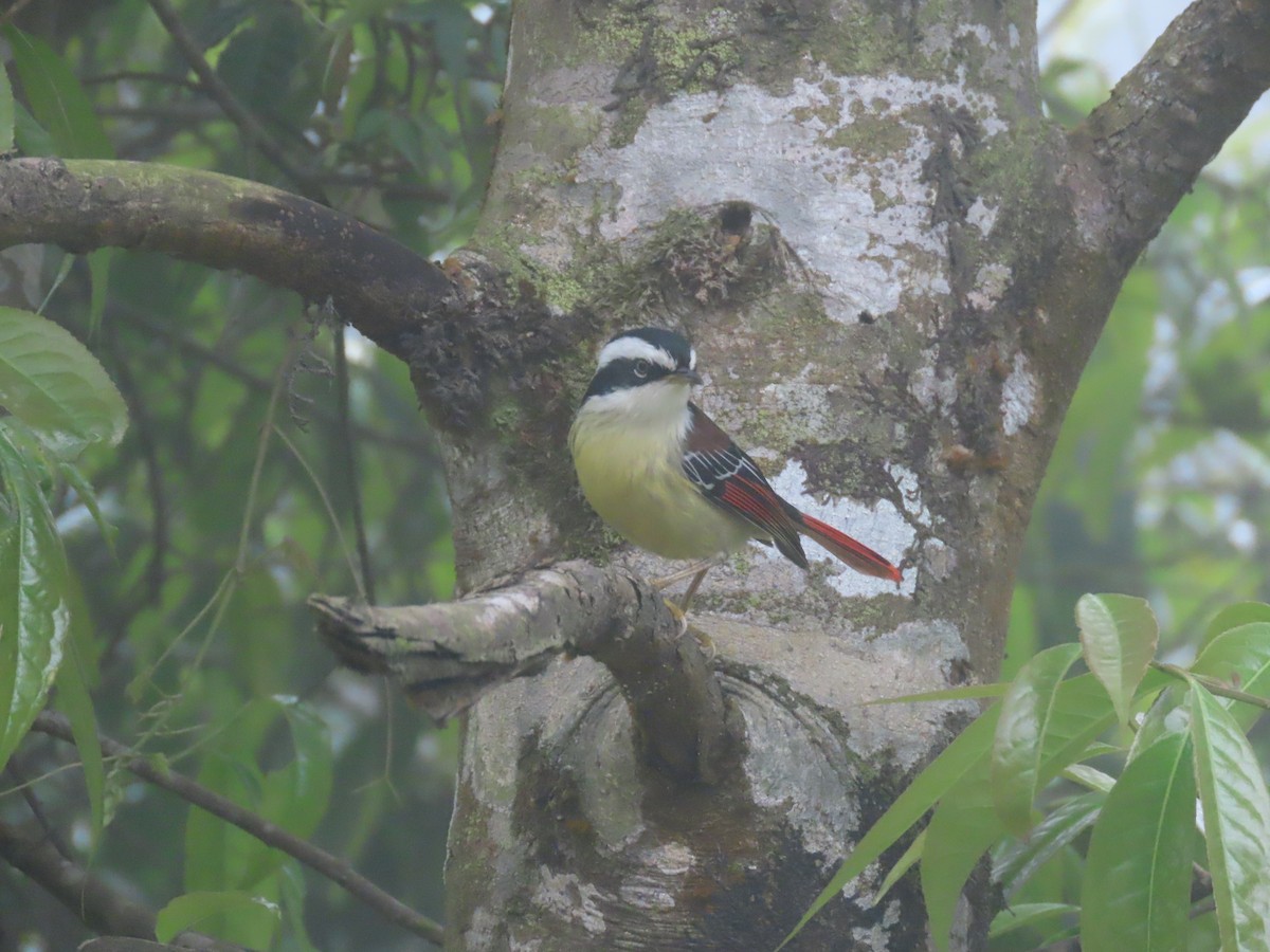 Red-tailed Minla - ML637210985