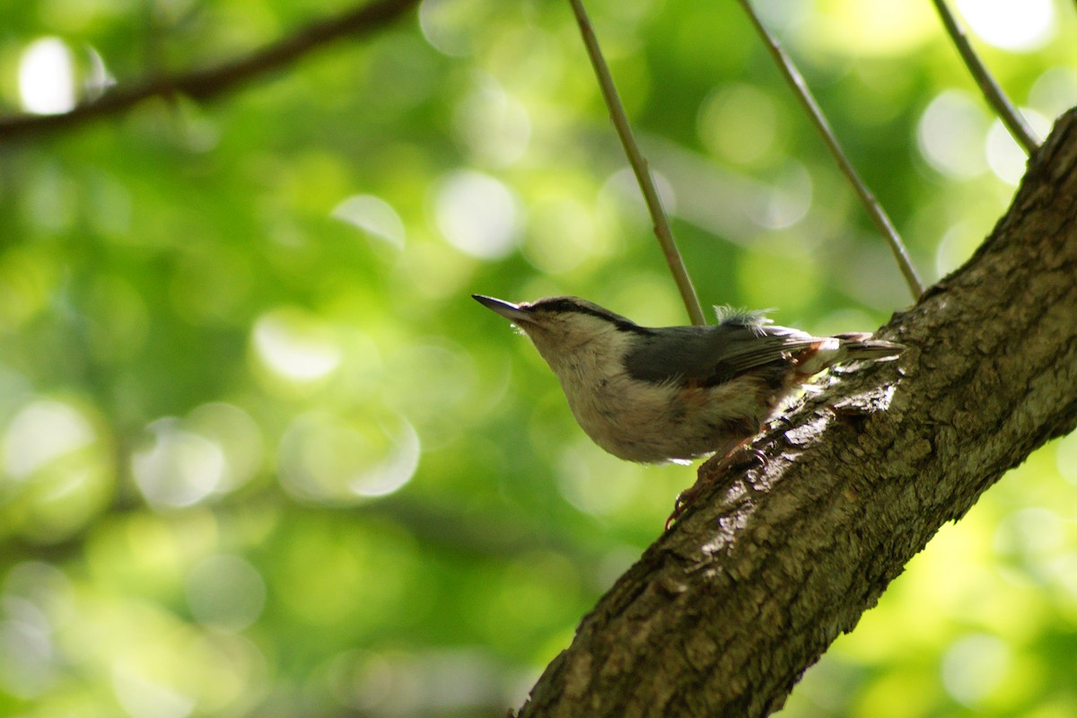 Eurasian Nuthatch - ML637211021