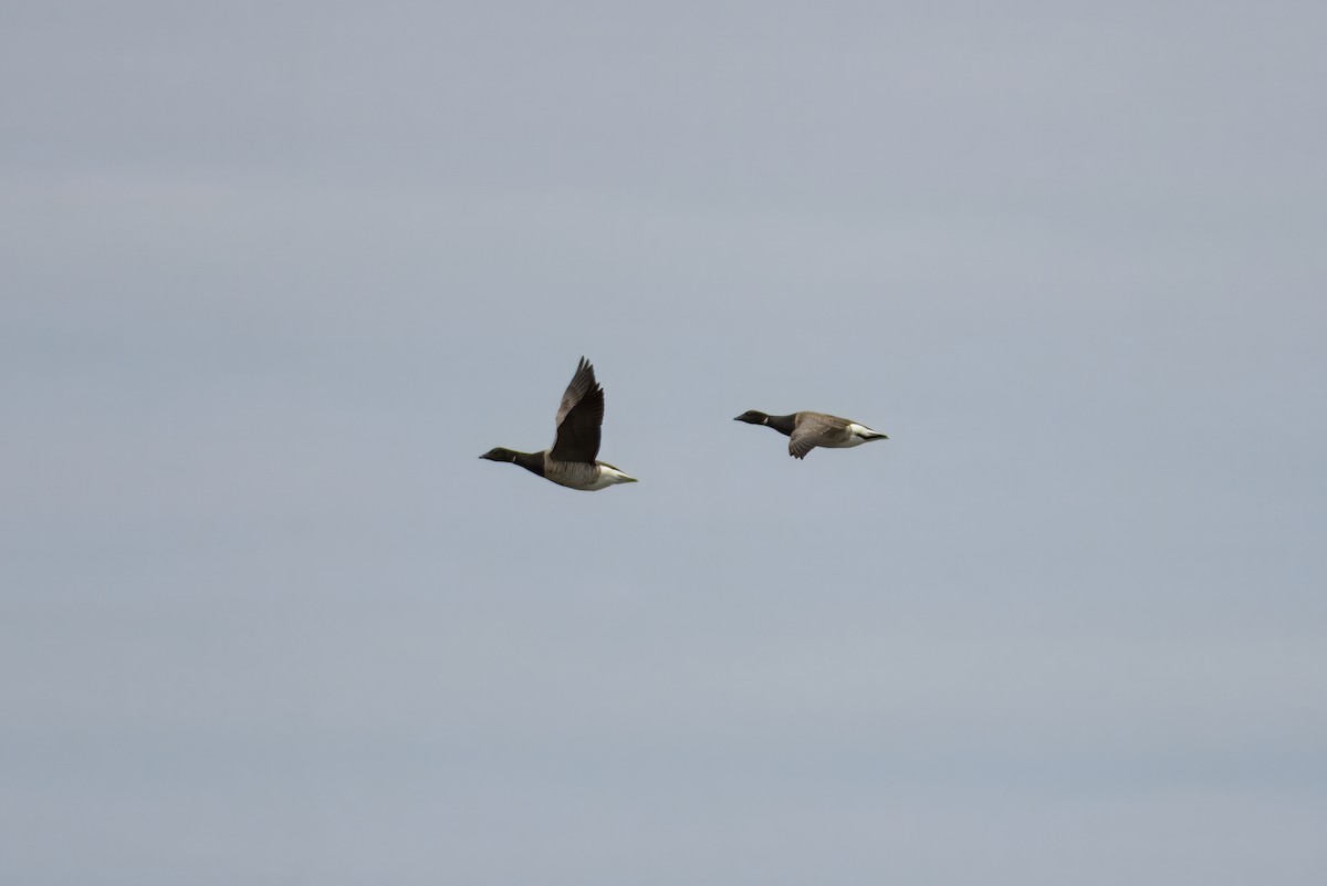 Brant (Atlantic) - ML637211025