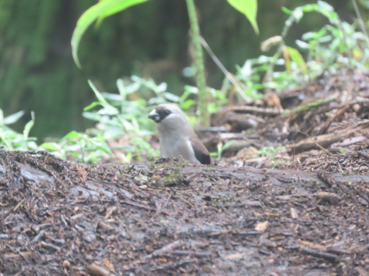 Brown Bullfinch - ML637211124