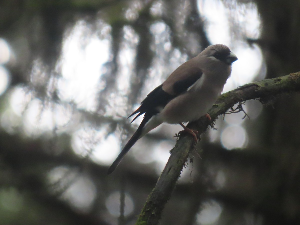 Brown Bullfinch - ML637211128