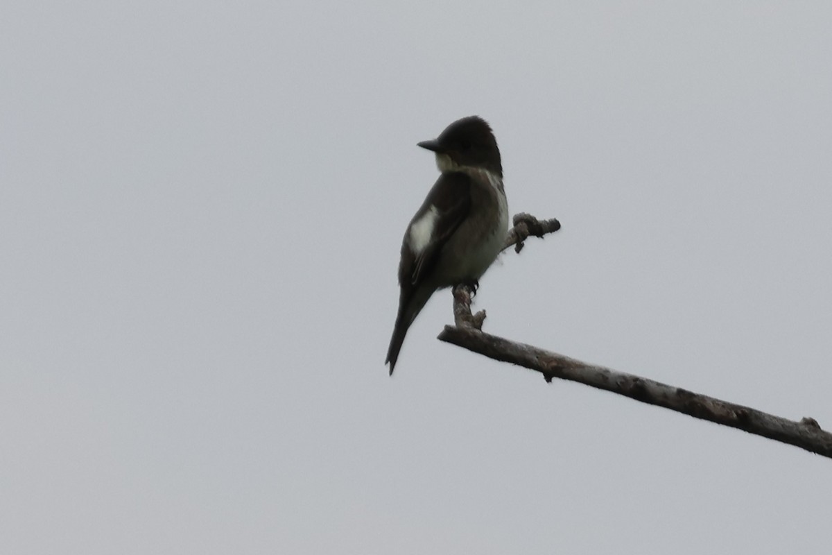 Olive-sided Flycatcher - ML637211228
