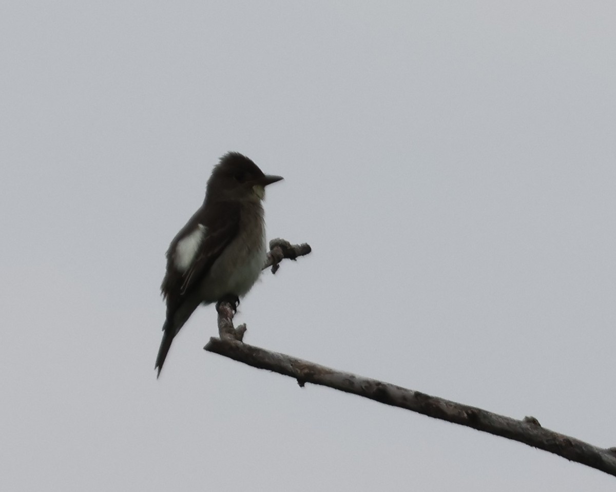 Olive-sided Flycatcher - ML637211244