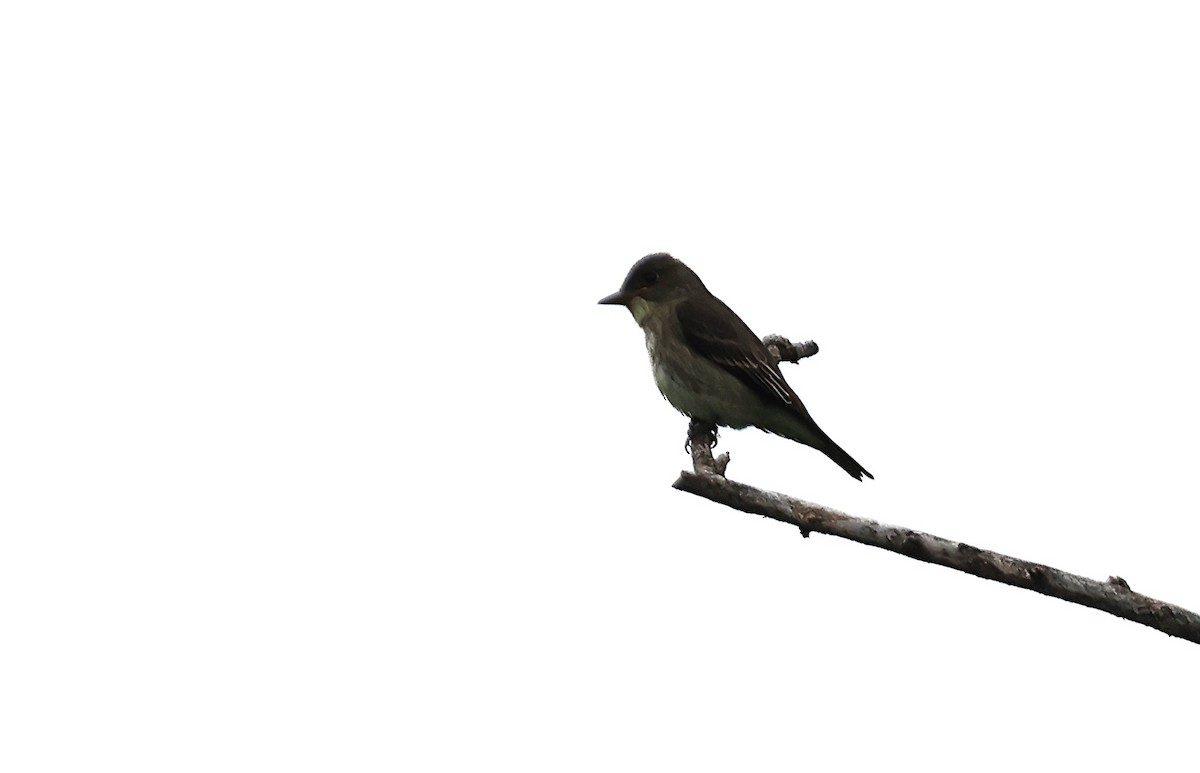 Olive-sided Flycatcher - ML637211269