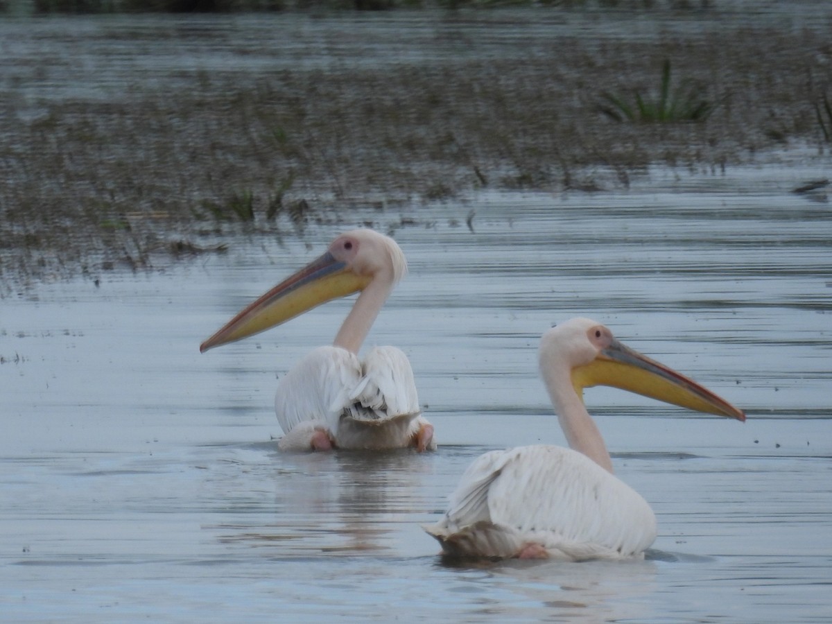 Great White Pelican - ML637211363