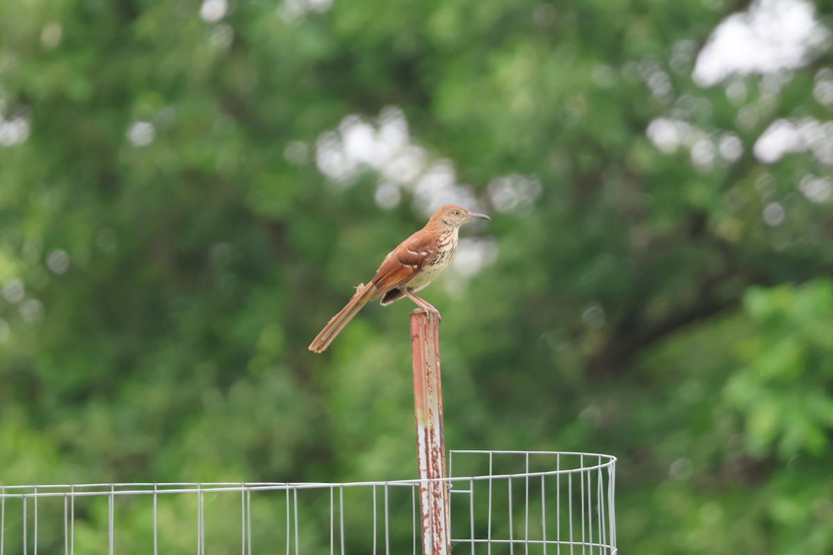 Brown Thrasher - ML637211380