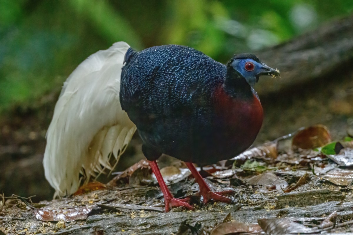 Bulwer's Pheasant - ML637211579