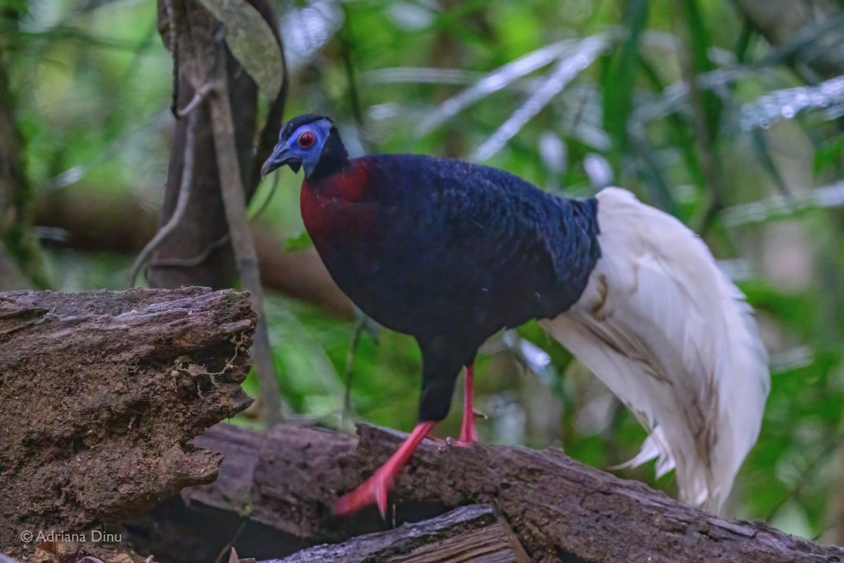 Bulwer's Pheasant - ML637211581