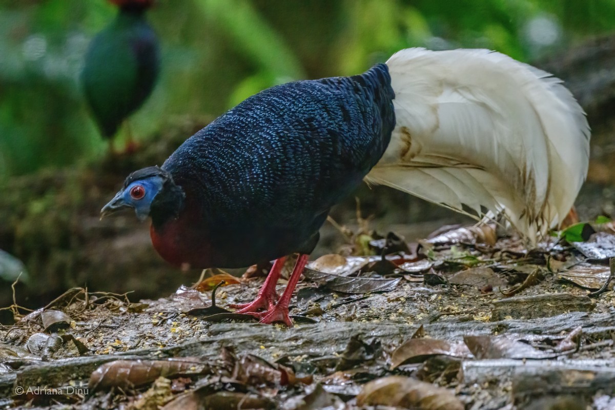 Bulwer's Pheasant - ML637211582