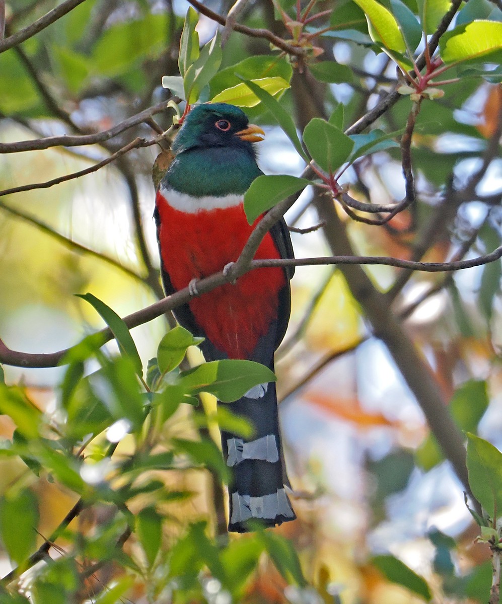 Mountain Trogon - ML637211588