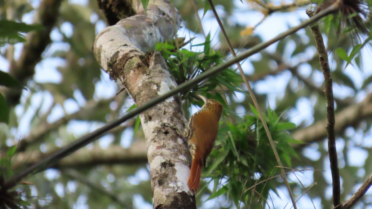 Scaled Woodcreeper - ML637211589